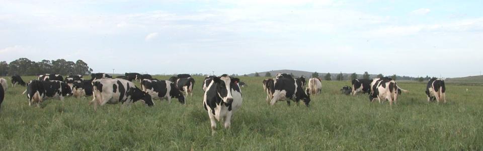 Picture of dairy cows grazing